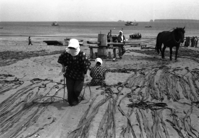 ユルリ島はかつて、漁師の昆布の干場として活用されていた