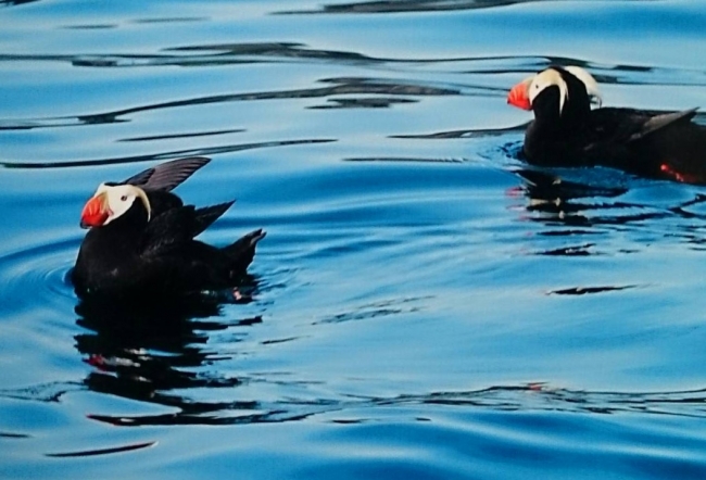 エトピリカやチシマウガラスなど、希少鳥類に指定されている鳥の繁殖地として、その環境保全に取り組みます