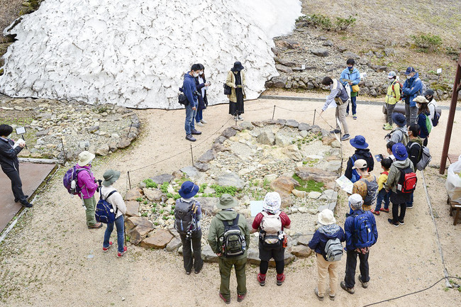 白馬五竜高山植物園「絶滅危惧種コーナー」は、ゴンドラ山頂駅を降りて植物園の入り口にあります。まだ残雪があります。6月5日(土)