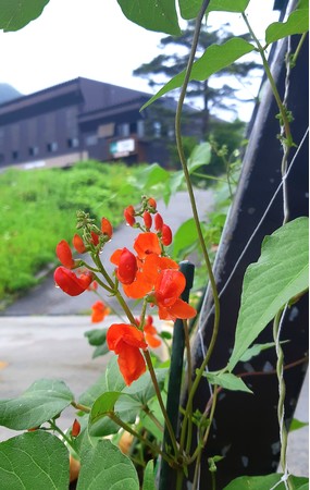 グリーンカーテンに咲いた花豆の花