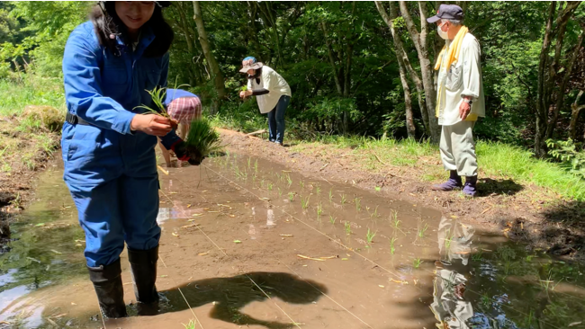 和眞嘉傳 代表取締役 山口 地域の方と一緒に稲を植える