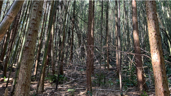 荒れた山林