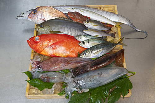 イカの透明度でわかる新鮮な地魚 （イメージ）