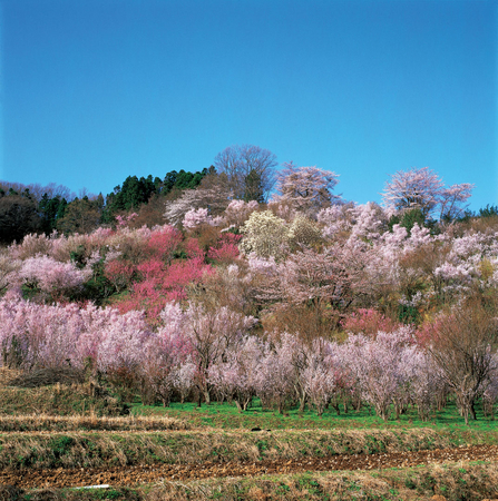 花見山公園（イメージ）