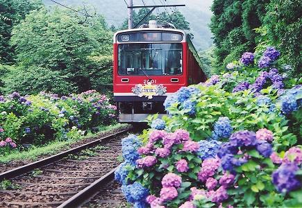 箱根あじさい列車 （イメージ）