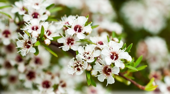 ＜ニュージーランドに自生するマヌカの木の花＞