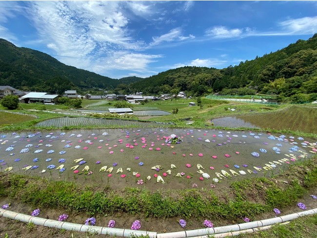 無農薬田んぼビオトープ