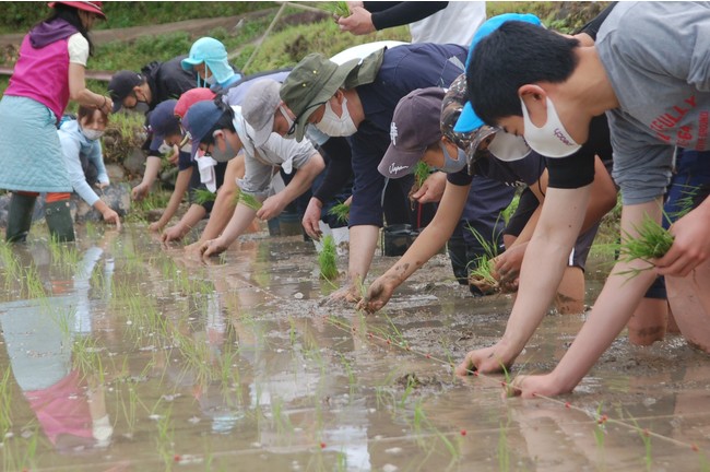 地元老舗和菓子メーカー社員らと田植えをしている様子