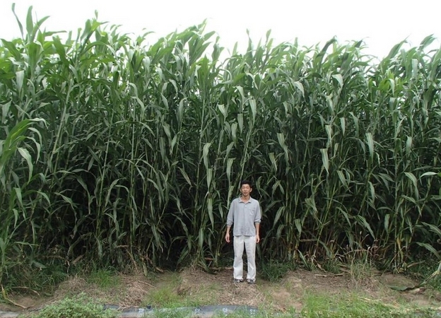 Super Sorghum project in Australia