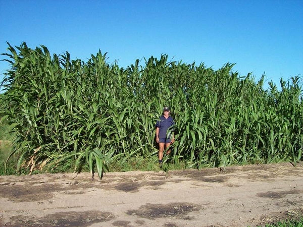 Super Sorghum project in Australia