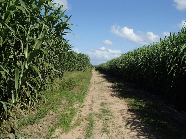 Super Sorghum project in Australia