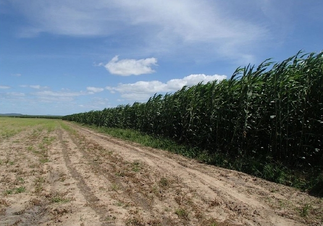 Super Sorghum project in Australia