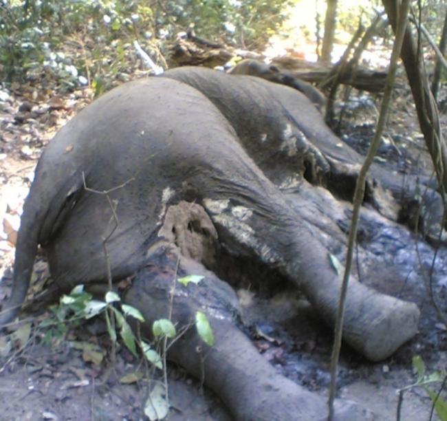 インド国境近くで密猟されたアジアゾウ© DoFPS Bhutan  WWF Bhutan