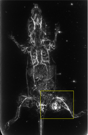 マウス大腿に肉腫由来の細胞株を移植した腫瘍の光超音波像