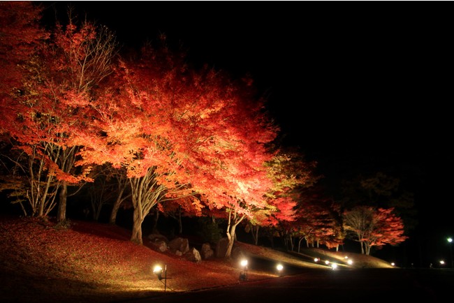 休暇村帝釈峡　園内のもみじライトアップ