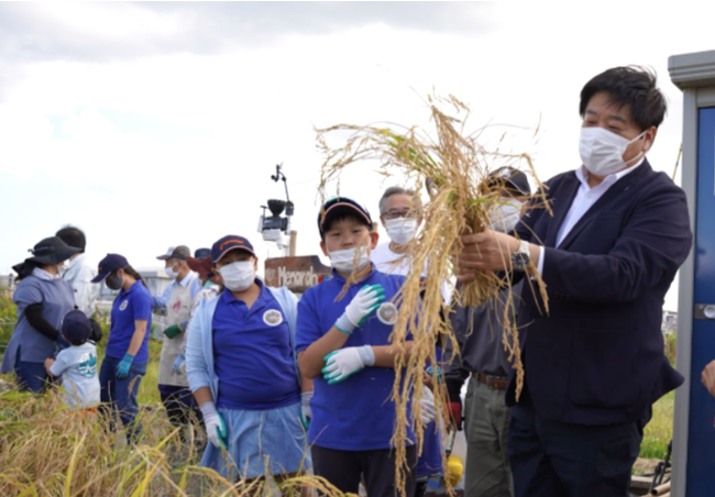 自ら鎌を手に取り、稲刈りをする山田周伸亘理町長。