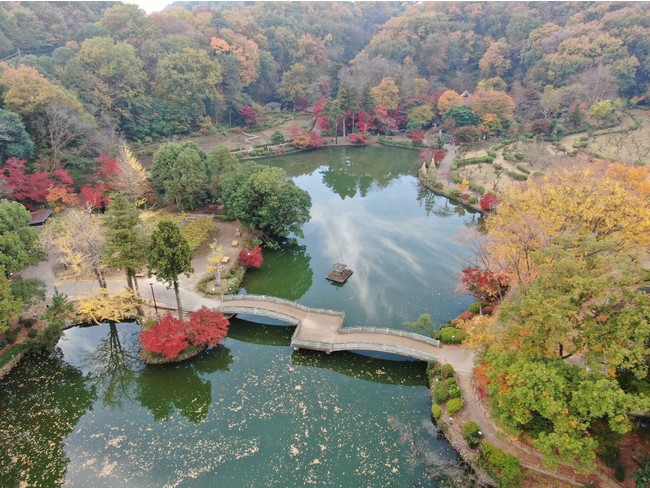 紅葉の町田薬師池公園四季彩の杜 薬師池（2020年11月19日撮影）