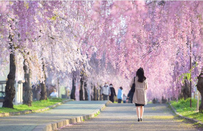 実現イメージ：喜多方市日中線しだれ桜並木