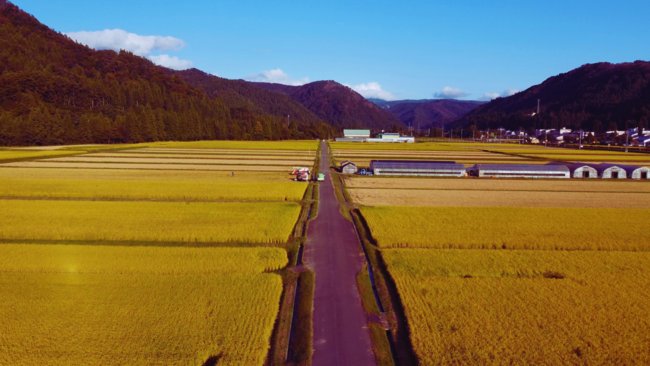 村中心部の水田