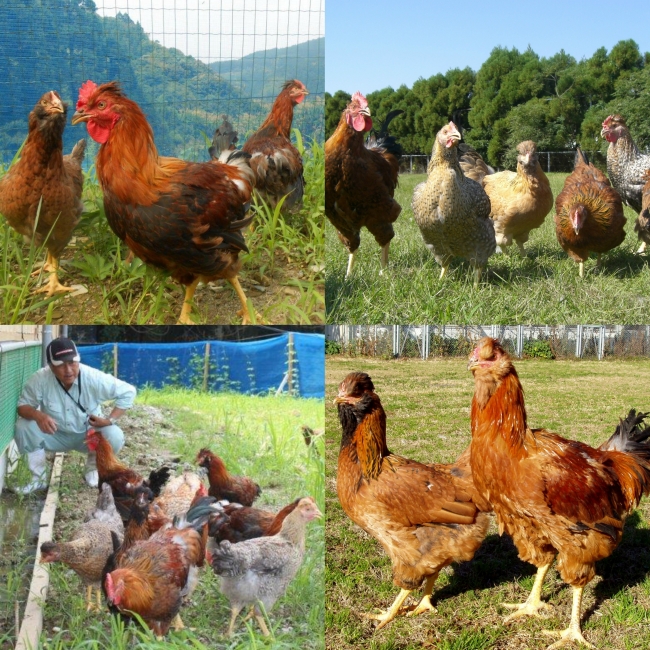 宮崎県 自社専属養鶏場の地頭鶏地鶏