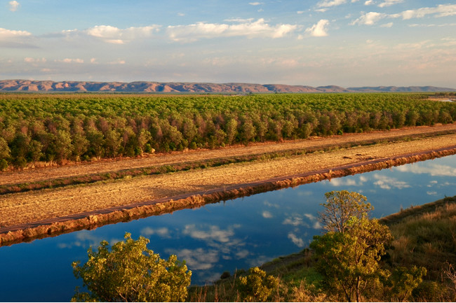 TFS Sandalwood Project_Kununurra