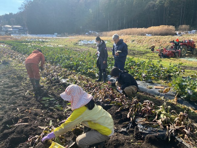 タルディーボの掘り起し作業