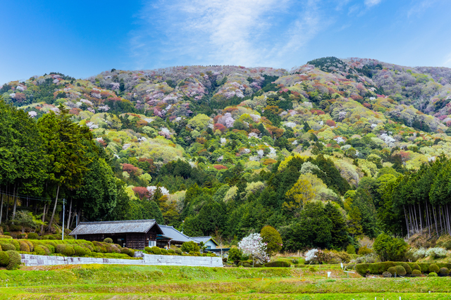 桜川市の山桜