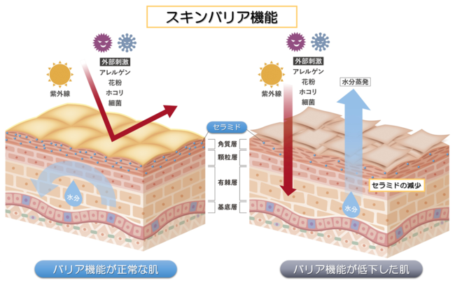 図３　肌の構造とスキンバリア機能のイメージ図