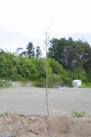 ＜植樹した桜の苗木＞