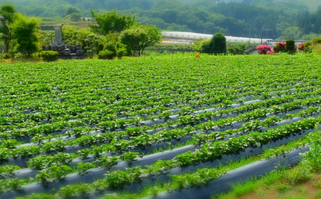 ワタミファーム臼杵農場（大分県）