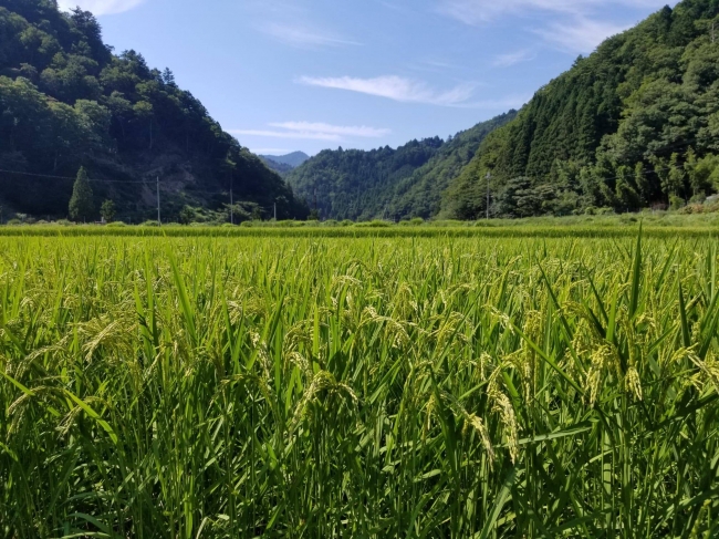 mumokuteki farm