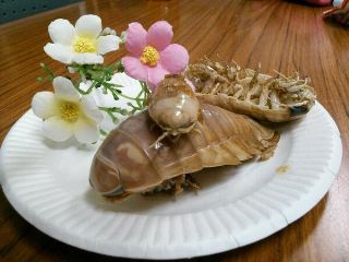 オオグソクムシの香味揚げ