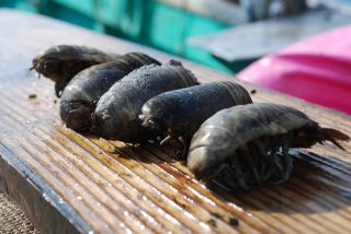 オオグソクムシの煙突焼き