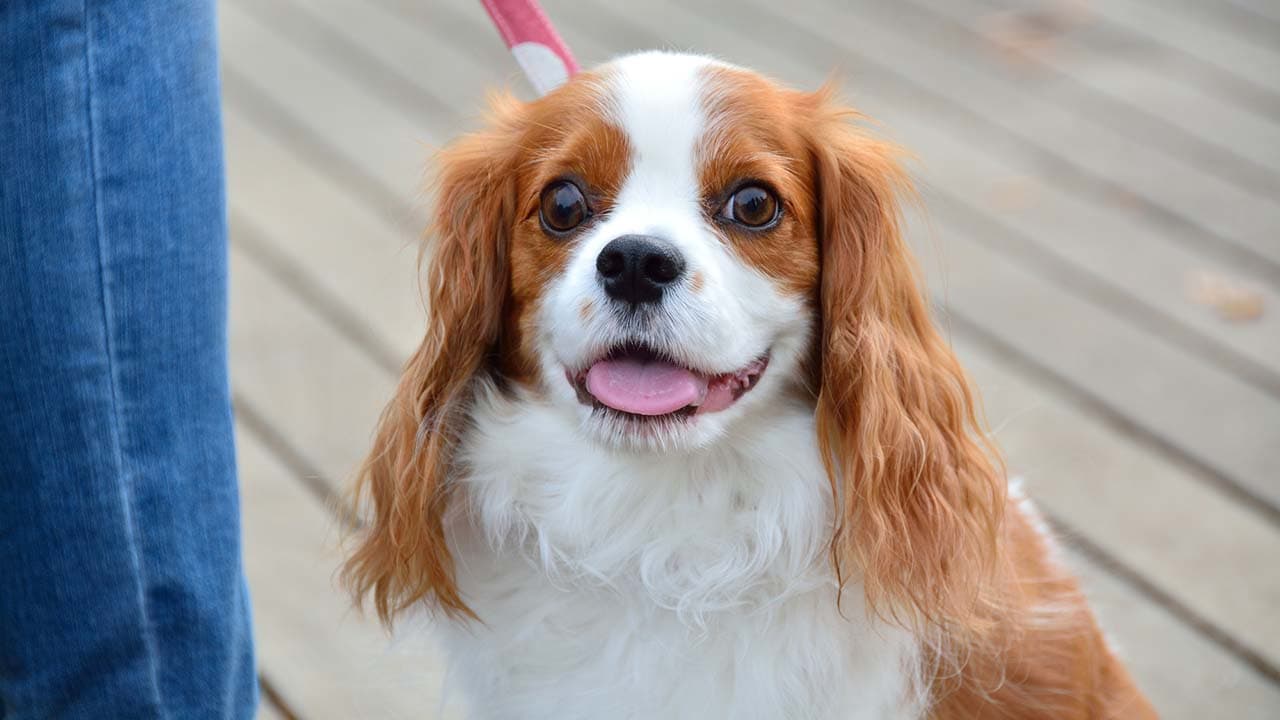 愛犬と飼い主が絆を深める日（12月1日）｜意味や由来・広報PRに活用するポイントと事例を紹介